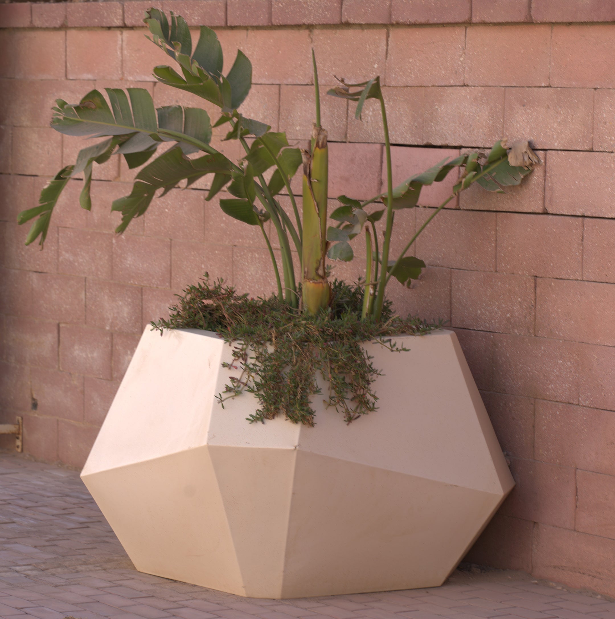 Tango More Pot